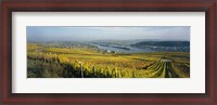 Framed Vineyards near a town, Rudesheim, Rheingau, Germany
