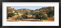 Framed Oak trees on hill, Stanislaus County, California, USA