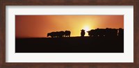 Framed Silhouette of cows at sunset, Point Reyes National Seashore, California, USA
