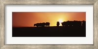 Framed Silhouette of cows at sunset, Point Reyes National Seashore, California, USA