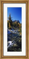 Framed Stream flowing in a forest, Mount Assiniboine Provincial Park, border of Alberta and British Columbia, Canada