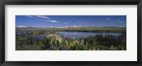 Framed Flowers blooming at the lakeside, Lake Pukaki, Mt Cook, Mt Cook National Park, South Island, New Zealand
