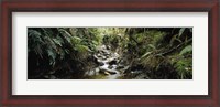 Framed Stream flowing in a forest, Milford Sound, Fiordland National Park, South Island, New Zealand