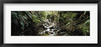 Framed Stream flowing in a forest, Milford Sound, Fiordland National Park, South Island, New Zealand