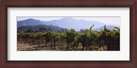 Framed Grape vines in a vineyard, Napa Valley, Napa County, California, USA