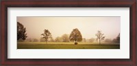 Framed Fog covered trees in a field, Baden-Wurttemberg, Germany