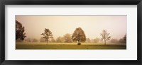 Framed Fog covered trees in a field, Baden-Wurttemberg, Germany