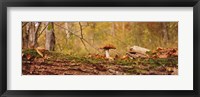 Framed Mushroom on a tree trunk, Baden-Wurttemberg, Germany