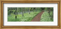 Framed Bluebells and garlic along footpath in a forest, Killerton, Exe Valley, Devon, England