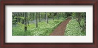 Framed Bluebells and garlic along footpath in a forest, Killerton, Exe Valley, Devon, England
