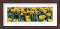 Framed Yellow tulips in a field