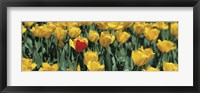 Framed Yellow tulips in a field