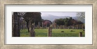 Framed Ancient Olympia, Olympic Site, Greece