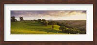 Framed High angle view of sheep grazing in a field, Bickleigh, Mid Devon, Devon, England