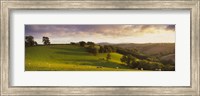 Framed High angle view of sheep grazing in a field, Bickleigh, Mid Devon, Devon, England