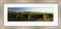 Framed Vineyard on a landscape, Santa Ynez Valley, Santa Barbara County, California, USA
