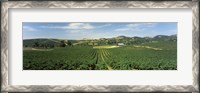 Framed High angle view of a vineyard, Carneros District, Napa Valley, Napa County, California