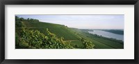 Framed Vineyards along a river, Niersteiner Hang, Rhine River, Nackenheim, Mainz-Bingen, Rhineland-Palatinate, Rheinhessen, Germany