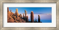 Framed Cactus on a hill, Salar De Uyuni, Potosi, Bolivia