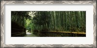 Framed Road passing through a bamboo forest, Arashiyama, Kyoto Prefecture, Kinki Region, Honshu, Japan