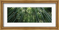 Framed Low angle view of bamboo trees, Arashiyama, Kyoto Prefecture, Kinki Region, Honshu, Japan