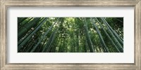 Framed Low angle view of bamboo trees, Arashiyama, Kyoto Prefecture, Kinki Region, Honshu, Japan