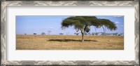 Framed Acacia trees with weaver bird nests, Antelope and Zebras, Serengeti National Park, Tanzania