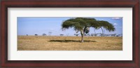 Framed Acacia trees with weaver bird nests, Antelope and Zebras, Serengeti National Park, Tanzania