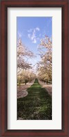 Framed Almond trees in an orchard, Central Valley, California, USA