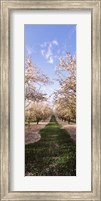 Framed Almond trees in an orchard, Central Valley, California, USA