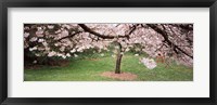Framed Cherry Blossom tree in a park, Golden Gate Park, San Francisco, California, USA