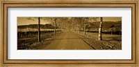 Framed Trees along a road, Beaulieu Vineyard, Rutherford, Napa Valley, Napa, Napa County, California, USA