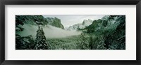 Framed Trees in a forest, Yosemite National Park, Mariposa County, California, USA