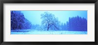 Framed Trees in a snow covered landscape, Yosemite Valley, Yosemite National Park, Mariposa County, California, USA
