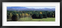 Framed Trees in a forest, Stowe, Lamoille County, Vermont, USA