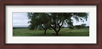 Framed Trees on a landscape, Lake Nakuru National Park, Great Rift Valley, Kenya