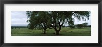 Framed Trees on a landscape, Lake Nakuru National Park, Great Rift Valley, Kenya