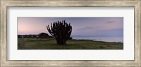 Framed Silhouette of a cactus at the lakeside, Lake Victoria, Great Rift Valley, Kenya