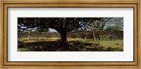 Framed Trees in a field with a stone wall in the background, Thimlich Ohinga, Lake Victoria, Great Rift Valley, Kenya