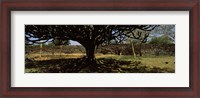 Framed Trees in a field with a stone wall in the background, Thimlich Ohinga, Lake Victoria, Great Rift Valley, Kenya