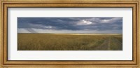 Framed Dirt road passing through a meadow, Masai Mara National Reserve, Great Rift Valley, Kenya