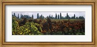 Framed Vineyards with trees in the background, Apennines, Emilia-Romagna, Italy