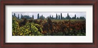 Framed Vineyards with trees in the background, Apennines, Emilia-Romagna, Italy