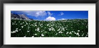 Framed White flowers in a field, French Riviera, Provence-Alpes-Cote d'Azur, France