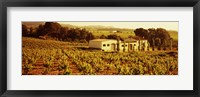 Framed Farmhouses in a vineyard, Penedes, Catalonia, Spain