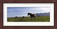 Framed Icelandic horses in a field, Svinafell, Iceland