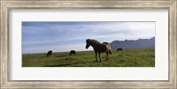 Framed Icelandic horses in a field, Svinafell, Iceland