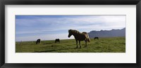 Framed Icelandic horses in a field, Svinafell, Iceland