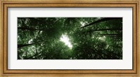 Framed View of Sky through Beech trees, Germany