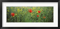 Framed Poppies blooming in oilseed rape (Brassica napus) field, Baden-Wurttemberg, Germany